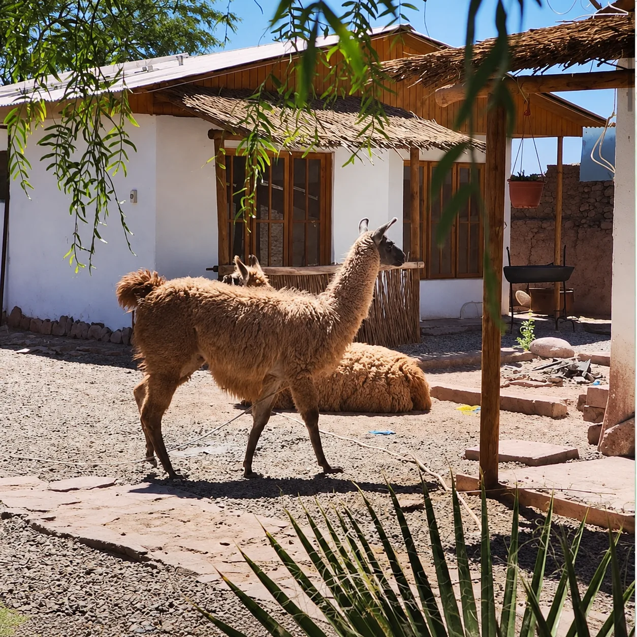 Llamas frente a las cabañas de Voyage Atacama